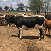 Assorted cattle,longhorn bull,cross bred calves,charolais cow,cross bred heifers,calves from $200