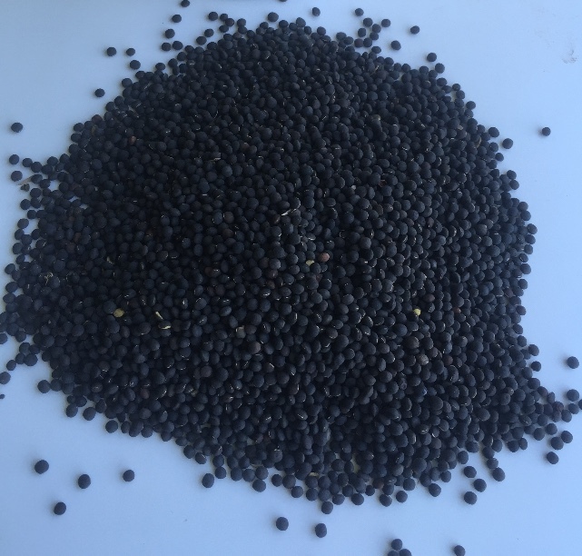 Popany Vetch Seed