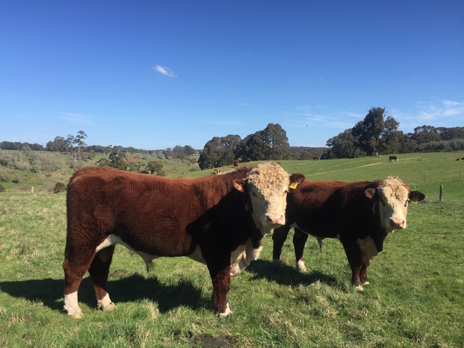 Poll Hereford Bulls from Glen Goulburn Genetics  