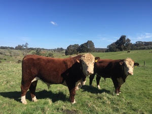 Poll Hereford Bulls from Glen Goulburn Genetics  