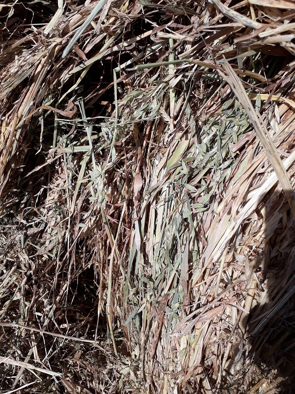 Oaten hay for sale 100 - 5x4 rolls. 2019 season - Sold Per Bale