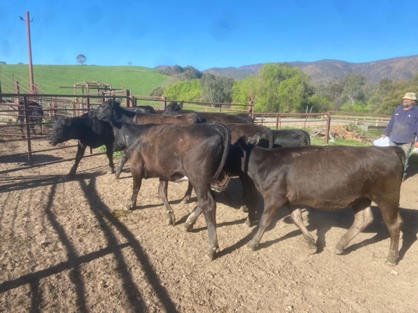 10 angus cross heifers