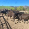 10 angus cross heifers
