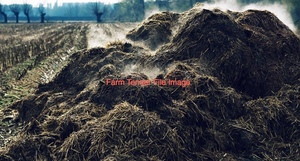 Feedlot Manure