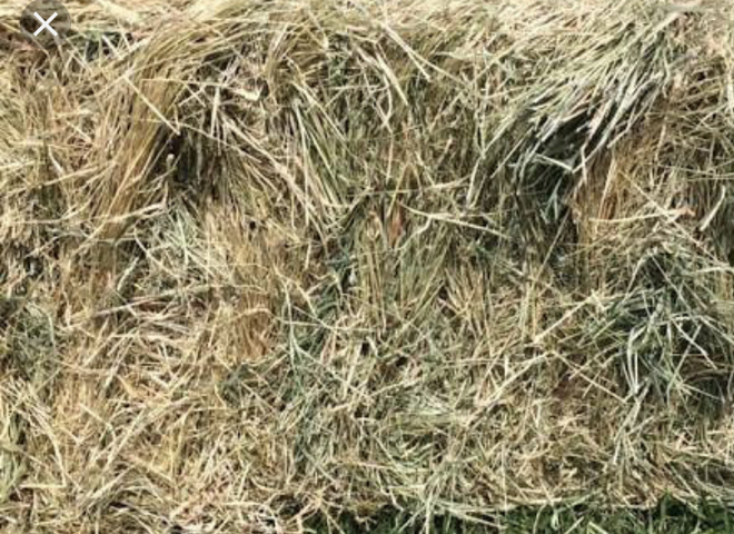 Teff & Sudan grass mix, Also have header tailings