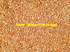 50mt Feed Wheat