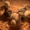 Chickens, Ducks & Quails 