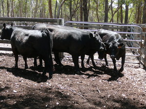 Angus heifers