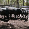 Angus heifers