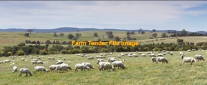 WANTED Sheep Agistment Bendigo and surrounds