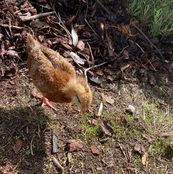 baby chicks wanted!!!!