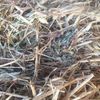 Oaten / Vetch Hay $110 per tonne