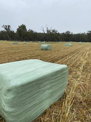 Oaten Silage