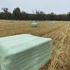 Oaten Silage