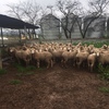 60 Danbury meat merinos