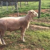 Poll Dorset Rams