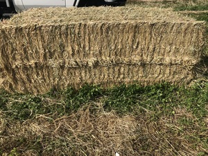 Clover & Rye Hay 550kg 8x4x3 Bales