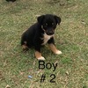 Border Collie X Kelpie Pups