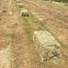 HORSE HAY / TESTED L/S GRASS