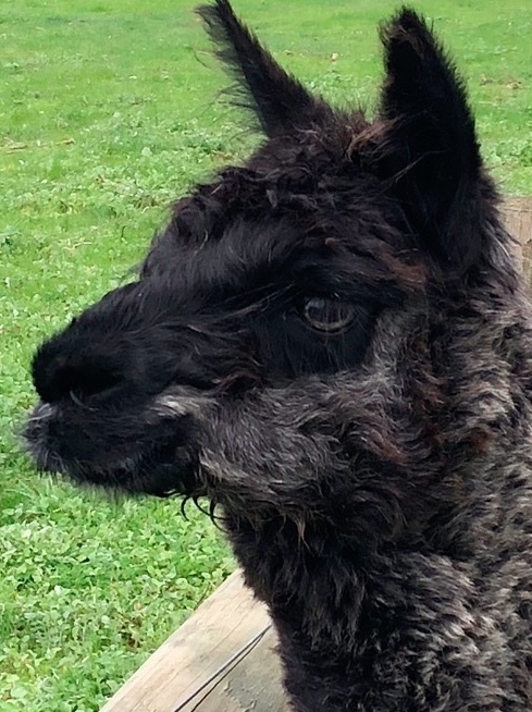 Female Alpaca (Prolific Sound Breeder)