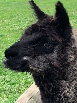 Female Alpaca (Prolific Sound Breeder)