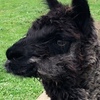 Female Alpaca (Prolific Sound Breeder)