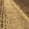 Barley Straw