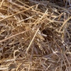 Canola Straw/Stubble
