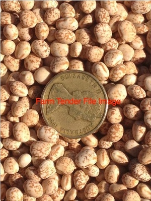 Mandelup Lupins - Graded Seed