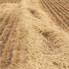 New Season Header Trail barley Straw for sale in 8x4x3's ex Farm or can assist with freight