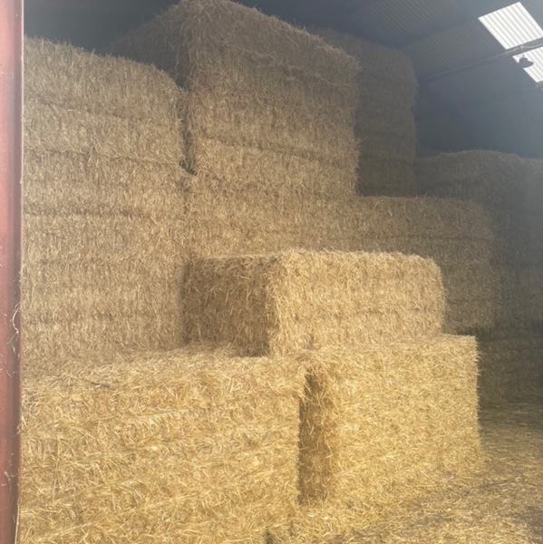 AAA+ Barley Straw 500kg 8x4x3 Bales