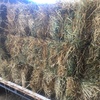 Small Squares of Ryegrass Hay