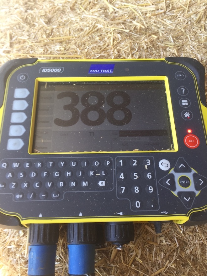 35mt Wheaten Straw 350-400kg 8x3x3 Bales