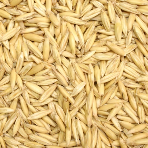 Seed oats (40 ton)