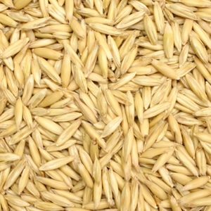 Seed oats (40 ton)