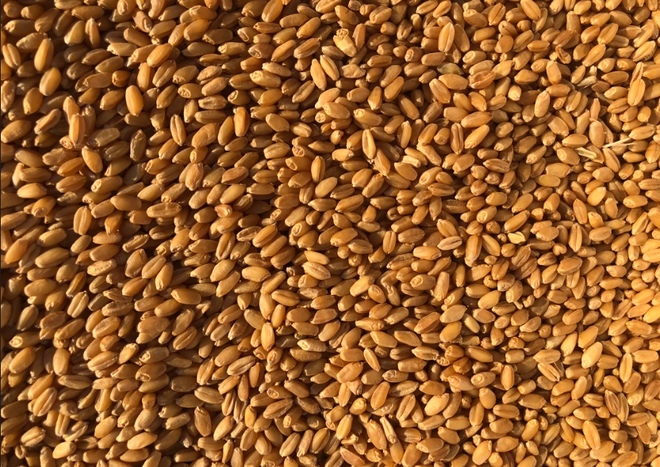 Ford Wheat - Beardless / Awnless - Hay Wheat Variety Graded