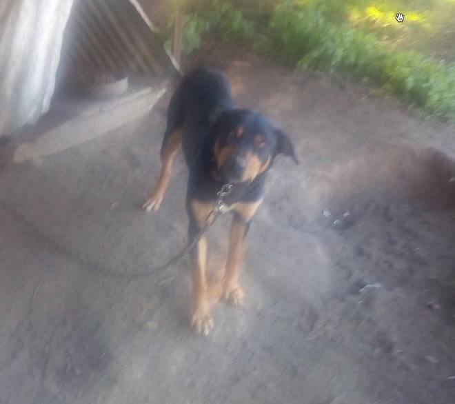 Kelpie Working Dogs Fully trained