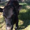 Very Friendly Pet Calf