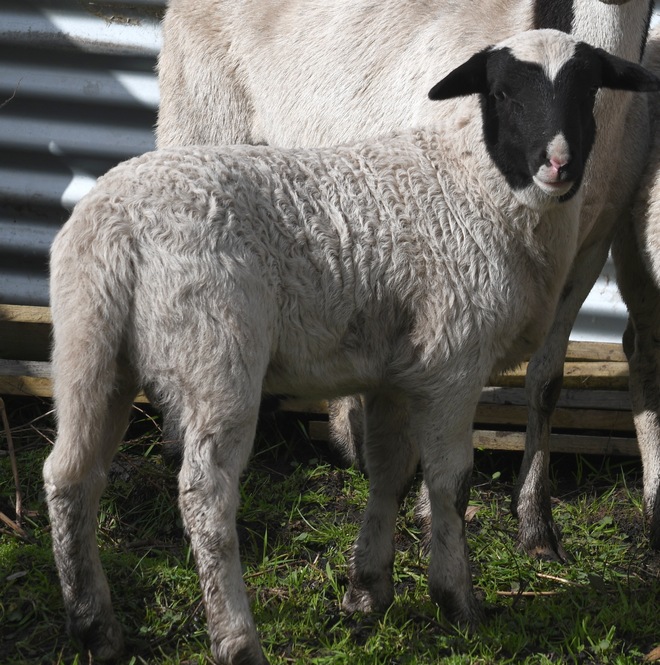 Dorper rams and ewes