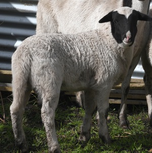 Dorper rams and ewes