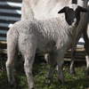 Dorper rams and ewes