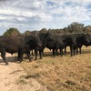 ANGUS BULLS - REGISTERED and Commercial