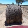 Ryegrass Hay 5x4 Rolls