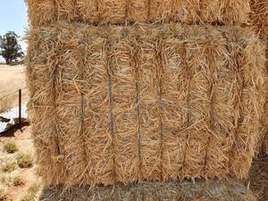 500 m/t of Header Trailed Barley Straw 600 Kg Bales