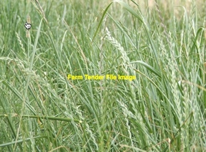 Looking for Long Term Sheep Agistment