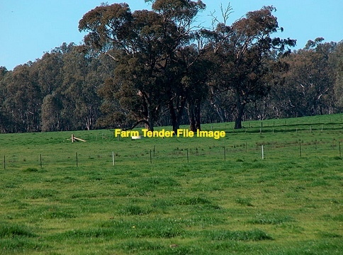 Agistment  Wanted For 1200 Ewes