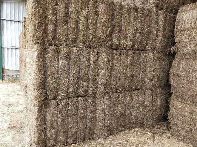 600mt Vetch Hay 500kg 8x4x3 Bales (Road Train Access)
