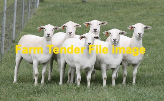 WANTED Ultra White ewes 100 -130 hd