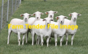 WANTED Ultra White ewes 100 -130 hd