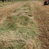 Ryegrass hay Approximately 200 Rolls Walla Walla - SOLD BY THE ROLL